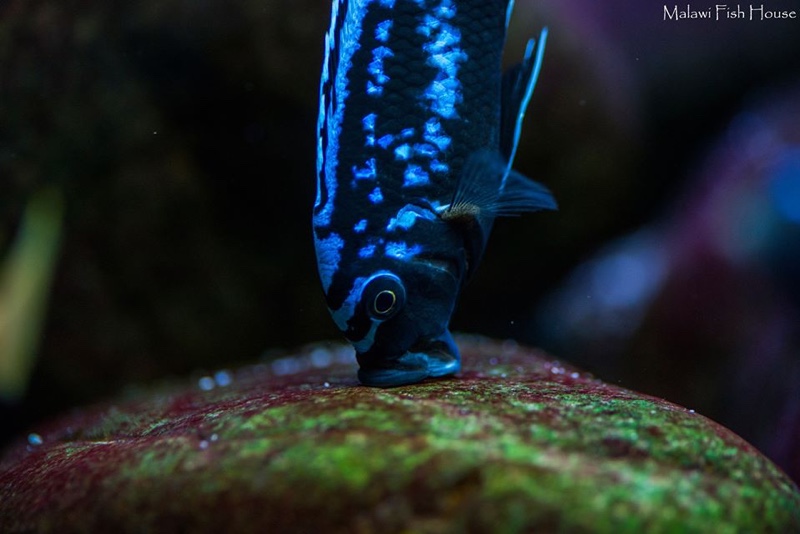 Maylandia sp. 'msobo' Magunga